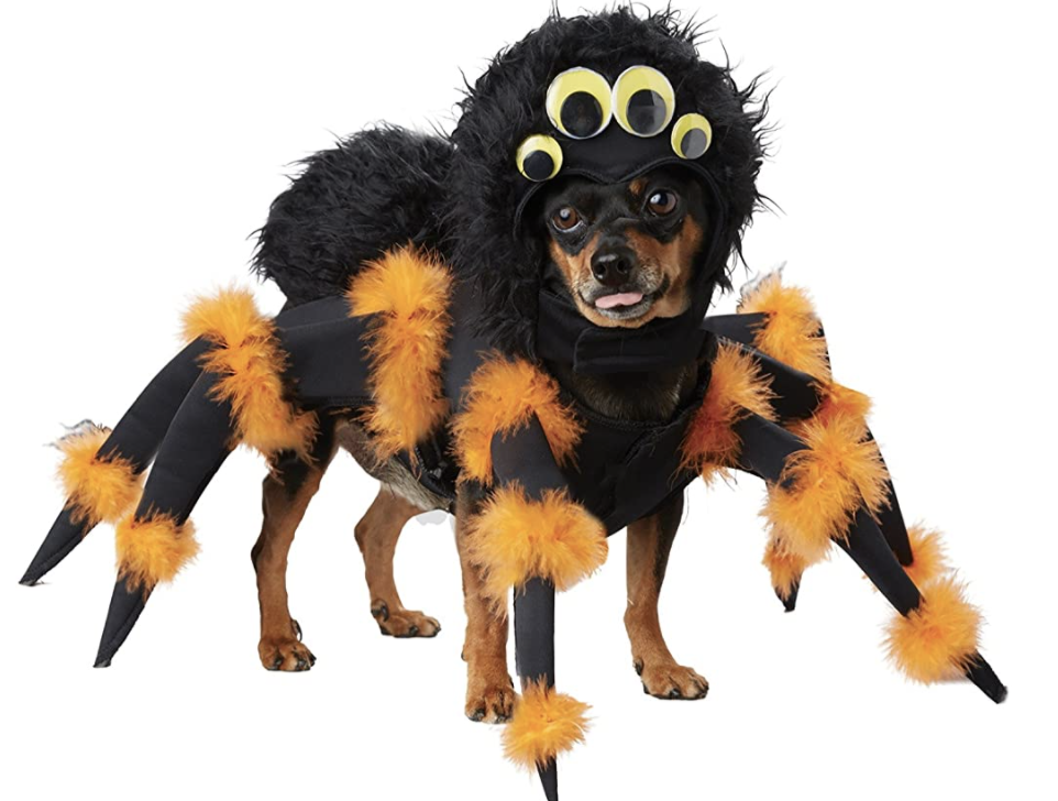 spider halloween costume