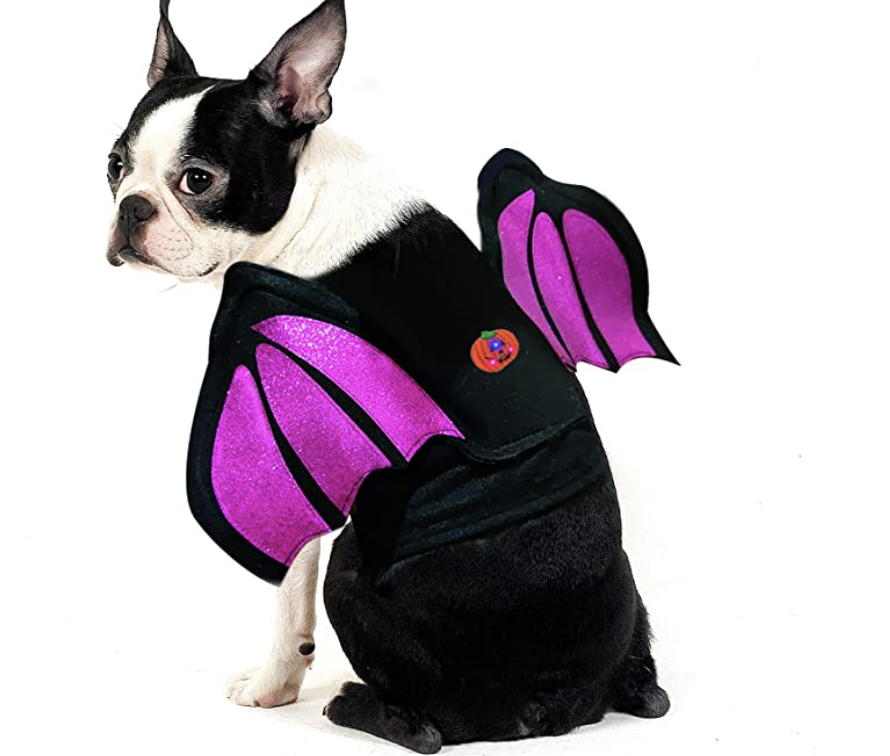 best halloween dog costumes