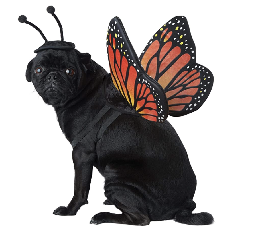 halloween dog bat costume