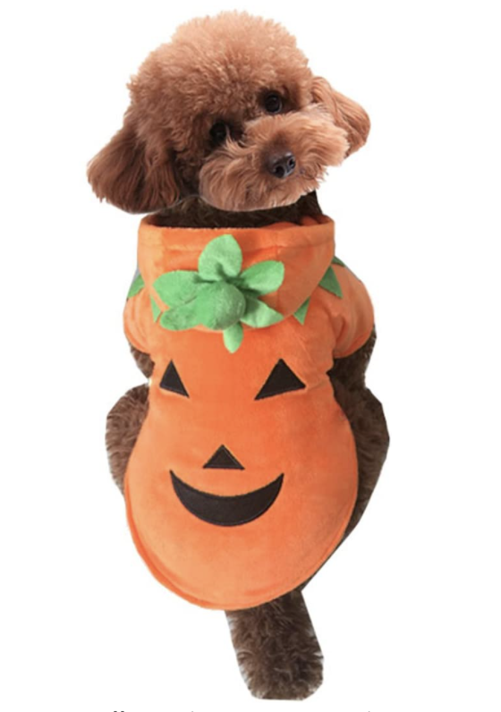 jack-o-lantern dog costume