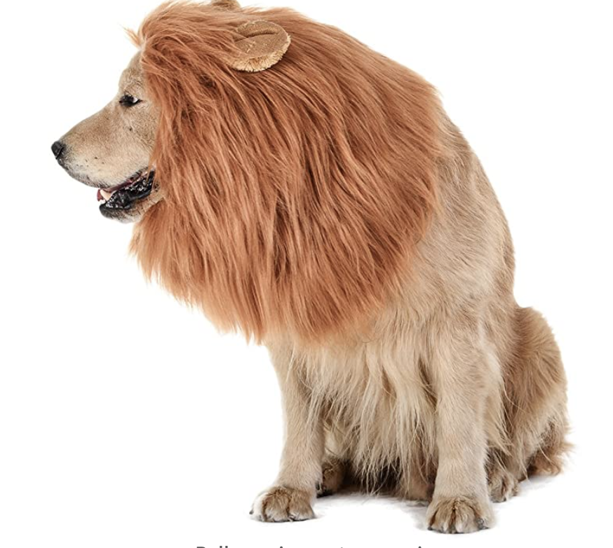 funny dog halloween costume