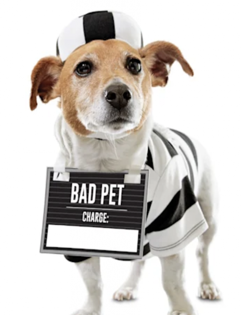 dog halloween costume