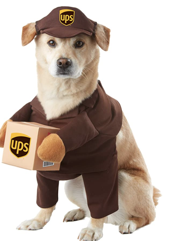 dog halloween costume