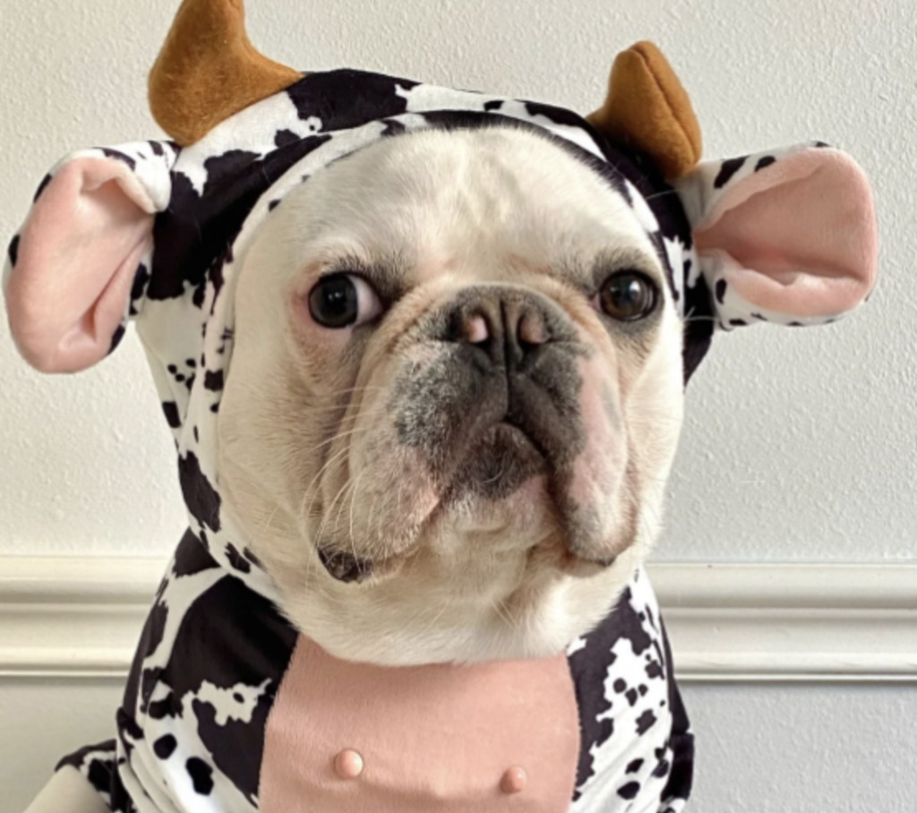 best dog halloween costumes for 2021